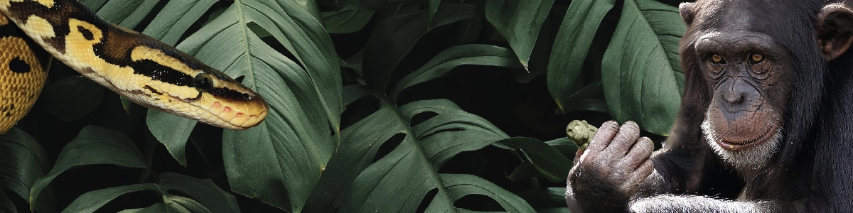 Jungle Dice