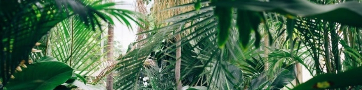 Jungle Fever