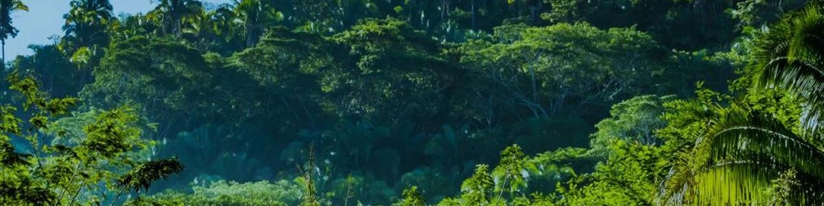 Very Bad Jungle