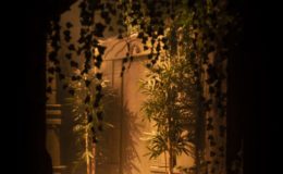 jungle-gg-escapegame